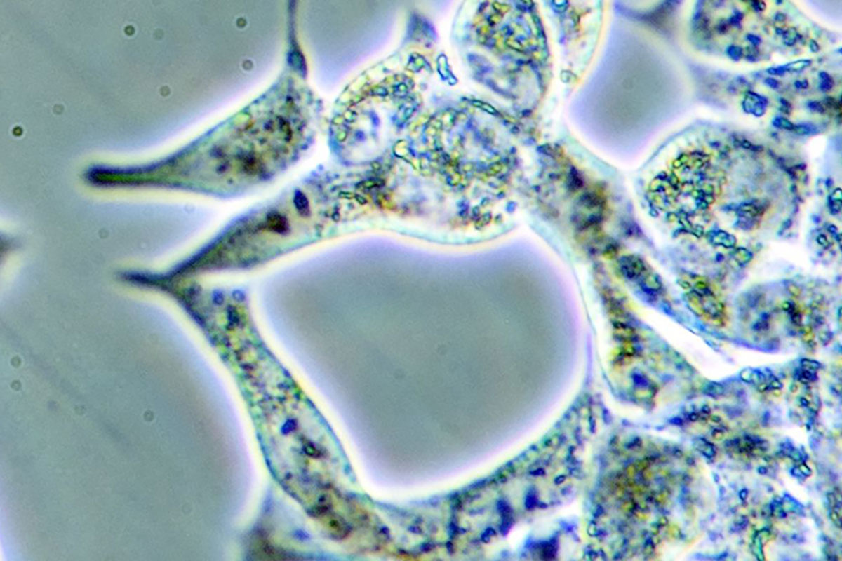 Group of cells under a microscope